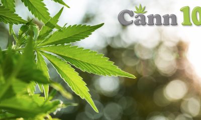 cannabis e trip