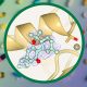 La liaison du cannabinoïde THC avec l'enzyme autotaxine. Crédits : Mathias Eymery/EMBL, Isabel Romero Calvo/EMBL